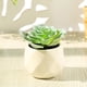 thumbnail image 4 of Planta de simulación de interior Planta de simulación de interior Planta de escritorio de oficina en casa Decoración, 4 of 5