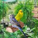 thumbnail image 5 of Jaula para loros Bird Perch Niteangel, plataforma de madera, 7 x 3 cm, 5 of 6