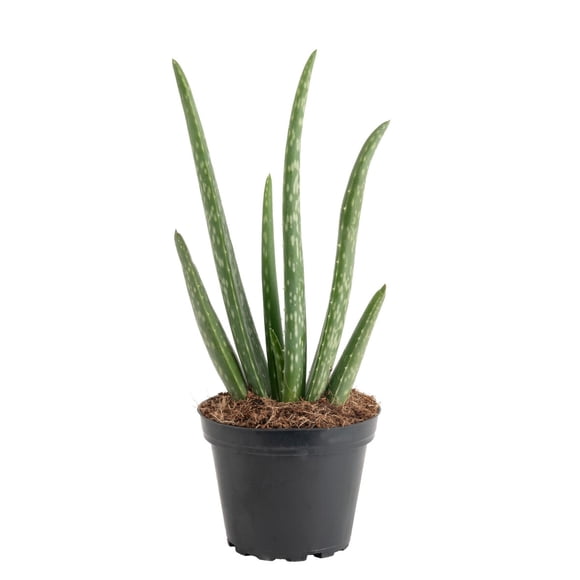Planta Aloe Vera Costa Farms Maceta 10cm Interior