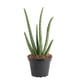 thumbnail image 1 of Planta Aloe Vera Costa Farms Maceta 10cm Interior, 1 of 3