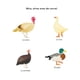 thumbnail image 4 of Primeros descubrimientos – Los animales de la granja, 4 of 7