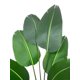 thumbnail image 3 of Palmera Sterlitzia 160cm Artificial (flor De Pajaro), 3 of 3