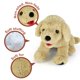 thumbnail image 4 of LotFancy Dog Golden Retriever de peluche, 30 cm, regalo para niños, 4 of 7