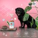 thumbnail image 5 of Eliminador de olores para mascotas kin+kind para el hogar, desodorante de basura, 5 of 7