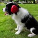thumbnail image 3 of Orejeras para perros derYEP tamaño grande rojo 29 dB protección auditiva, 3 of 6