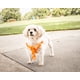 thumbnail image 2 of Arnés para Perro y Corbatín Pet Life® 'Bonatied' de Malla, 2 of 8