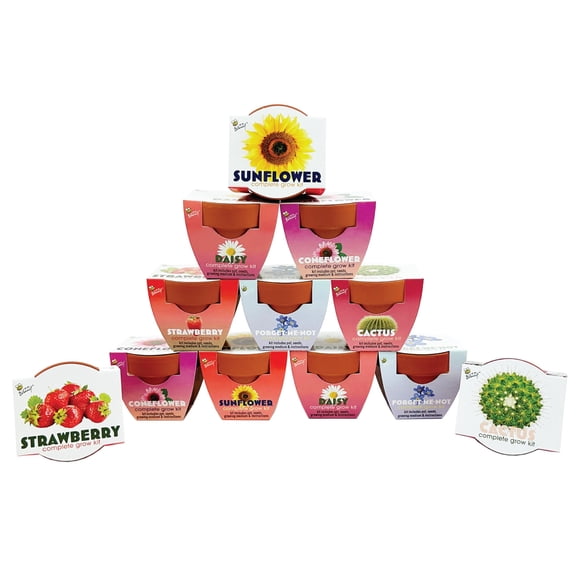 Macetas pequeñas de terracota Planter BUZZY, paquete de 12 unidades, surtidas