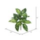 thumbnail image 2 of Planta artificial Vickerman Dieffenbachia verde, 22 cm, paquete de 2, 2 of 3