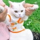 thumbnail image 3 of Traje de recuperación quirúrgica para gatos, camiseta transpirable para gatitos después de cirugías, ideal para heridas abdominales y enfermedades de la piel, vendajes profesionales antilamidos como, 3 of 8