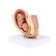 thumbnail image 5 of Modelos De Feto Del Noveno Mes Modelo De Desarrollo Fetal Humano Suministros De Laboratorio, 5 of 5