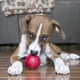 thumbnail image 3 of Pelota resistente de caucho natural kong, 3 of 6
