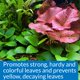 thumbnail image 4 of Fertilizante API LEAF ZONE para plantas de acuario, 532 ml, para agua dulce, 4 of 6