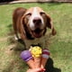 thumbnail image 3 of Juguete Para Perro Helado Rosa Latex, 3 of 3