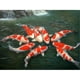thumbnail image 3 of Tropical Koi & Goldfish Basic Sticks alimento peces koi y de agua fria, 3 of 3