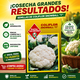 thumbnail image 4 of Semillas de Coliflor Snowball Huerto Las Encinas, 4 of 4