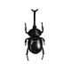 thumbnail image 2 of Novedad Solar Powered Simulación Insectos Animales Model Toy Beetle, 2 of 3