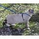 thumbnail image 2 of Arnés para gatos y correa elástica PetSafe Come with Me Kitty M, 2 of 9