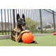thumbnail image 5 of Balón de fútbol para perros Jolly Pets, tamaño grande, naranja, para más de 40 libras, 5 of 7