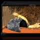 thumbnail image 4 of Refugio para reptiles Oooct 26 × 24 × 14,5 cm 1,6 kg Cueva de resina, 4 of 6