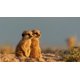 thumbnail image 3 of Documental BBC Dynasties 4K Ultra HD + Blu-ray, 3 of 5