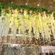 thumbnail image 4 of Guirnalda NEOONES 114 cm Glicinia Crema Blanco – Pack de 40, 4 of 7