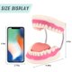 thumbnail image 3 of Modelo de cuidado dental: modelo de boca RONTEN agrandado 6x, 3 of 7