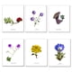 thumbnail image 1 of Set De Láminas Flores N°2, 1 of 2