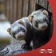 thumbnail image 5 of Productos para mascotas Ferret Food Marshall Premium, 2,7 kg, 5 of 6