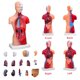 thumbnail image 3 of Modelo de cuerpo humano Ceonam de 28 cm con 15 piezas desmontables de PVC, 3 of 8