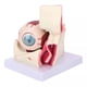 thumbnail image 5 of Ojo Humano - Modelo Anatómico Desarmable, 5 of 9