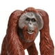 thumbnail image 2 of Figura de juguete Safari Ltd., orangután de Borneo, 13 cm, plástico, más de 3 años, 2 of 3