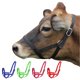 thumbnail image 1 of Cabestro de Nylon Derby Originals para Ganado – Talla Grande, Negro, 1 of 9