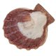 thumbnail image 3 of Concha de mar South Beach Crafts 13‑15 cm Garra de león, 3 of 7
