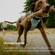 thumbnail image 3 of Arnés para perro Ruffwear Front Range Flex – Mediano – Verde azulado, 3 of 9