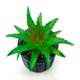 thumbnail image 3 of Planta Artificial Haworthia En Macetero De Cemento Negro, 3 of 3