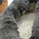 thumbnail image 2 of Pantufla de lana natural y reno habano, 2 of 3