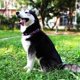 thumbnail image 5 of Collar de perro KISSBAK para perros grandes, suave y ajustable, con estampado floral, 5 of 7