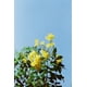 thumbnail image 4 of Película RETO Amber D400 Color Negative Cine 35 mm ISO400 27 Exp, 4 of 7