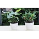 thumbnail image 1 of maceta jardinera de jardín de planta blanca de auto-riego decoración 13x14cm, 1 of 5