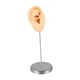 thumbnail image 4 of Accesorio De Exhibición De Joyas Para Aretes, Fotos, Modelo De Oreja De Silicona Para Práctica De Perforación, Piel Derecha, 4 of 5