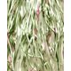 thumbnail image 3 of Cortina xo, Fetti 2 unidades verde salvia foil 91 cm × 213 cm, 3 of 6