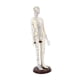 thumbnail image 4 of Altura Del Modelo De Acupuntura De 20 Pulgadas Con El Modelo De Práctica Humana Multipropósito Base Hembra Dura, 4 of 5