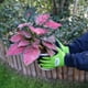 thumbnail image 2 of Guantes para jardin, 2 of 3