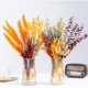 thumbnail image 1 of Flores Secas WILD AUTUMN Set de 12 Tipos, 1 of 3