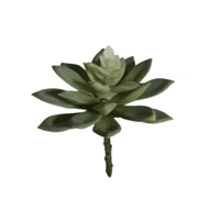 Corel - Suculenta Echeverria Gris 14Cm