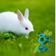 thumbnail image 4 of Bola de Golosinas nsgglecher Bunny Slow Feeder Estilo 2 - Azul, 4 of 7