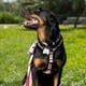 thumbnail image 3 of Arnés Para Perros Talla M, 3 of 3