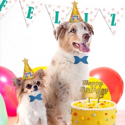 Set Fiesta De Mascota Color Surtido 1 Un Let'S Celebrate