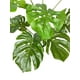 thumbnail image 2 of Planta Philodendro 89Cm, 2 of 3