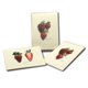 thumbnail image 4 of Juego de tarjetas de notas Earth Sky + Water de 8 unidades – Fresa, 4 of 4